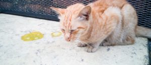 Рвота у кошек: виды, лечение и профилактика. Кошку рвет желтой жидкостью Почему кошка рыгает желтой жидкостью
