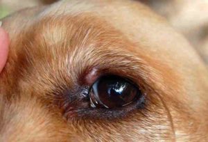 Обнаружена опухоль века у собаки: методы диагностики, лечение. Новообразования мейбомиевых желез у собак Бывают ли у собак ячмень на глазу