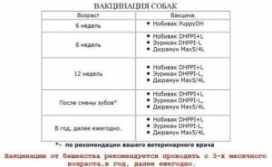 Щенки немецкой овчарки прививки в каком возрасте. Какие прививки нужно делать немецкой овчарки. График прививок для собак