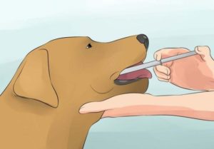 Как промыть желудок собаке. Марганцовка для лечения собак Как сделать промывание желудка собаке