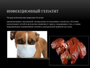 Гепатит у собак: признаки, симптомы и лечение. Вирусный гепатит у собак
