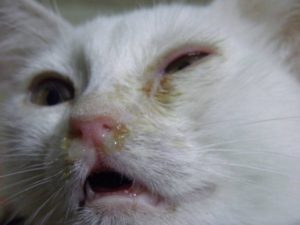 Котенок не дышит носом что. У кошки заложен нос: причины и лечение насморка