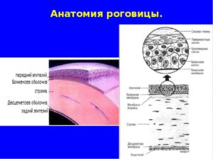 Анатомия роговицы