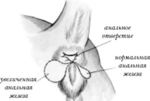 Рак параанальных желез у кошки. Параанальные железы у кошек: их функции, а также причины и лечение воспалительного процесса