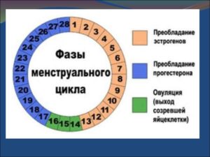 Какой период между месячными должен быть. Норма цикла месячных. Виды и причины отклонений