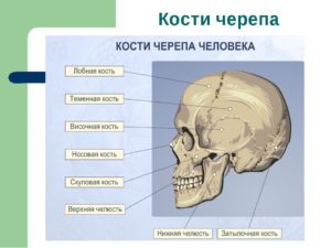 Кости черепа и их соединения. Череп: строение костей головы У человека кости крыши черепа относятся к
