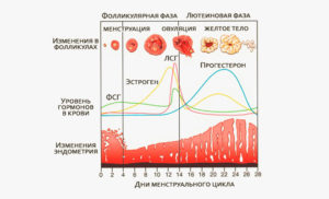 Когда начинается лютеиновая фаза цикла. Как ее распознать. Нарушение функциональности репродуктивной системы