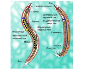 Внешнее строение круглых червей кратко. Круглые черви: что это за паразиты и чем отличаются от плоских червей