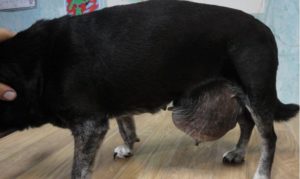 Лечение рака у собак. Способы лечения рака у собак Рак матки у собак симптомы
