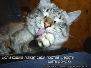 Кошка облизывает человека. Кошка облизывает все подряд. Это проблема