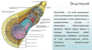 Стенки кровеносных сосудов, эндотелий. Эндотелий сосудов. Роль эндотелия в регуляции просвета сосудов Из одного слоя клеток эндотелия состоят