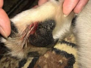 Собака порезала подушечку на лапе: что делать с раной, частые ошибки домашнего лечения. Что делать если собака порезала лапу Собака срезала подушечку на лапе лечение