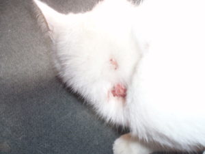 Беременная кошка раздирает шею до крови. Что делать, если кошка расчесывает шею до болячек