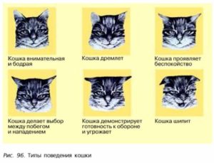 Котенок поджимает ухо. Язык тела и поведение кошки. Бактериальная микрофлора и грибки