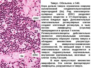 Тимус: гистология, строение, характеристика, функции. Тимус: развитие, строение, функции Какие клетки присутствуют в дольке тимуса