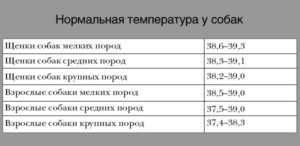 Какая нормальная температура у чихуа. Нормальная температура у собак мелких и крупных пород. Как мерить температуру собаке. Нормальная температура у собаки