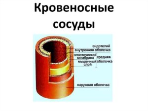 Стенки кровеносных сосудов, эндотелий. Эндотелий сосудов. Роль эндотелия в регуляции просвета сосудов Из одного слоя клеток эндотелия состоят