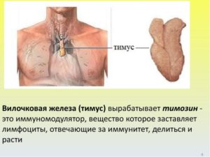 Какую роль выполняет вилочковая железа у взрослых? Увеличенная вилочковая железа у взрослых симптомы и лечение