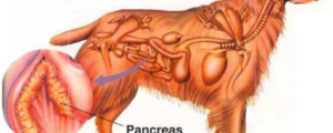 Поджелудочная железа собаки препарат. Панкреатит у собак, симптомы и лечение. Панкреатит у йоркширских терьеров: симптомы, лечение, кормление