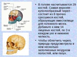 Самая сильная кость у человека. Московские врачи нашли человека с самыми крепкими костями в мире. Самая прочная кость в теле человека