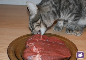 Можно ли кормить кошку свининой: мнения врачей, заводчиков и экспертов. Почему кошкам нельзя свинину? Можно ли давать кошке сырую свинину