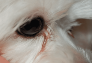 Почему у собаки идут слезы. Что делать, если у собаки текут глаза: причины, симптомы и доступные способы лечения. Как устранить слезоточивость глаз