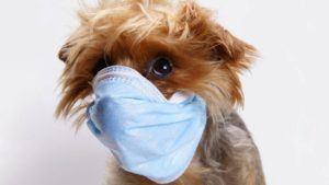 Могут ли собаки простудиться и кашлять. Простуда у собаки: симптомы и лечение. Основные симптомы простуды у собак