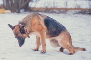 Если собака падает на задние лапы. Что делать если у немецкой овчарки отказывают задние лапы