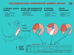 Шейка матки за неделю до месячных. Как изменяется шейка матки перед месячными