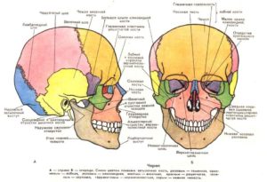 Описание костей черепа человека анатомия. Череп: строение костей головы