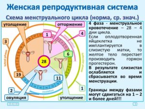 Какой период между месячными должен быть. Норма цикла месячных. Виды и причины отклонений