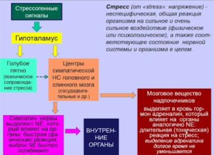 Как бороться с адреналином в стрессовой ситуации. К чему приводит выброс адреналина