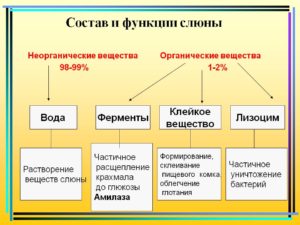 Какую роль играют ферменты слюны в пищеварении. Слюна человека: состав, функции, ферменты