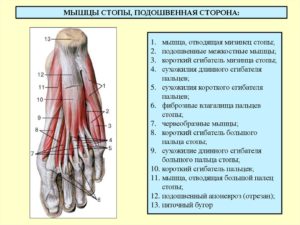 Длинный сгибатель большого пальца стопы. Растяжение связок пальцев ноги