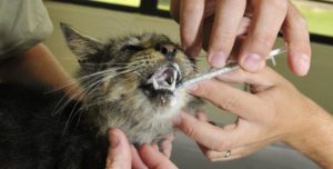 Можно ли давать активированный уголь кошкам? Как лечить кошку от отравления? Советы ветеринара Как давать уголь кошке