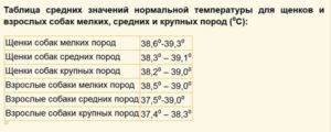 Норма температуры у собаки лабрадор. Что делать если у собаки температура. Когда следить за температурой тела собаки