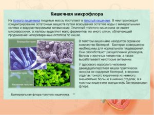 Бактерии в толстом кишечнике человека. Роль микрофлоры в толстом кишечнике