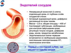 Стенки кровеносных сосудов, эндотелий. Эндотелий сосудов. Роль эндотелия в регуляции просвета сосудов Из одного слоя клеток эндотелия состоят