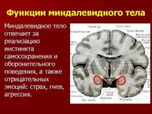 Миндалевидное тело. Где находится миндалевидное тело и какие выполняет функции