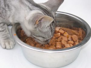 Можно ли отучить кота от сухого корма. Как правильно отучить кошку от сухого корма. Как заставить животное кушать непривычную и невкусную еду