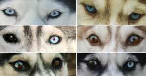 Сибирский хаски разные глаза. Почему у хаски разные глаза. Какие бывают виды хаски