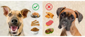 Разбираемся, чем нужно кормить свою собаку, чтобы она быстро набрала вес. Верные советы о том как откармливают собак Как поднять вес щенкам если худые