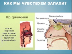 Не чувствую запахов. Нос дышит, но не чувствует запахов: количественные и качественные нарушения. Причины или почему пропало обоняние и вкус