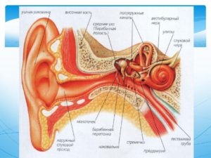 Внутренний отит уха: симптомы, лечение. Каково строение внутреннего уха человека и его функции