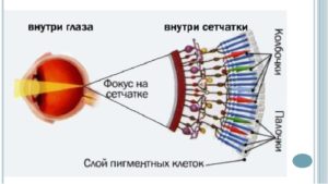 Периферическое зрение упражнения. Периферийное зрение: особенности, нарушения и тренировка. Строение сетчатки глаза: палочки и колбочки