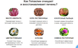 Какие фрукты полезны для печени? Какие продукты любит печень? Питание для очищения и восстановления печени