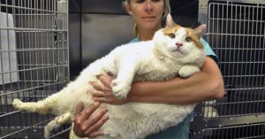 Сколько весит самый толстый кот в мире? Топ самых больших котов в мире