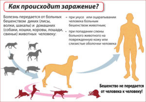 Заражение бешенством через кровь собаке на человека. ВОЗ оказывала поддержку в проведении исследований в странах, эндемичных по бешенству. Симптомы у кошек