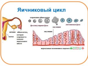 Когда начинается лютеиновая фаза цикла. Как ее распознать. Нарушение функциональности репродуктивной системы