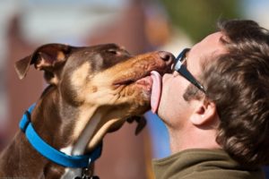 Можно ли целовать собак? Как видит мир собака - и что значат собачьи поцелуи Можно ли целоваться с собаками